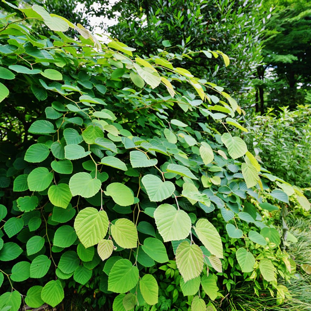 Leszczynowiec skąpokwiatowy - Corylopsis pauciflora