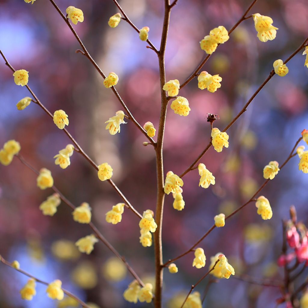 Leszczynowiec skąpokwiatowy - Corylopsis pauciflora