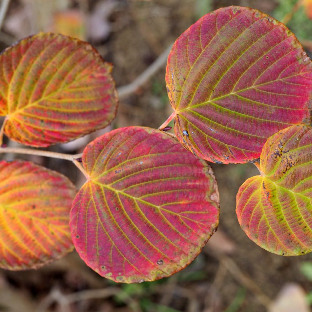 Leszczynowiec skąpokwiatowy - Corylopsis pauciflora