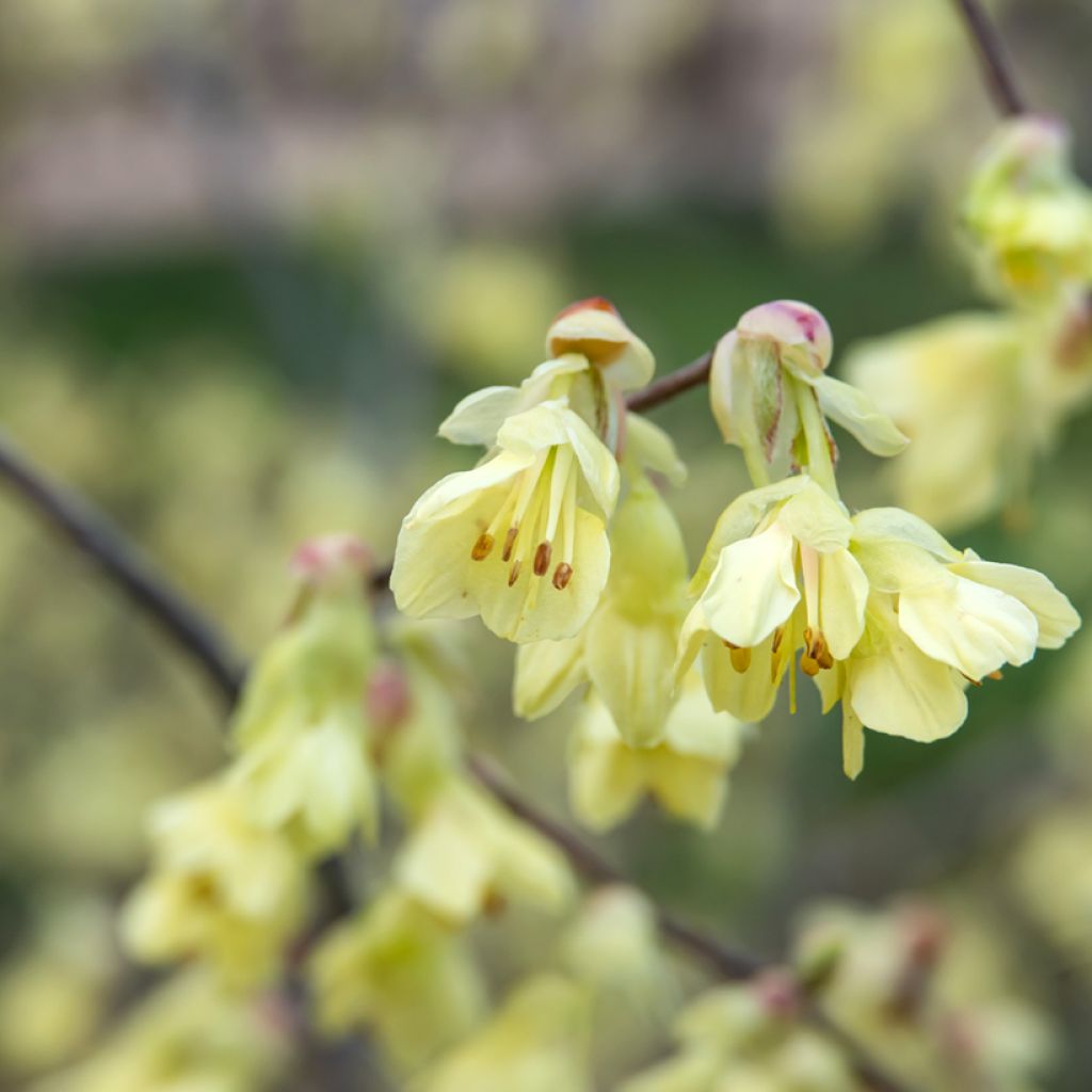Leszczynowiec skąpokwiatowy - Corylopsis pauciflora