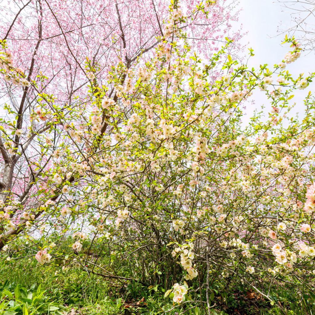 Leszczynowiec skąpokwiatowy - Corylopsis pauciflora