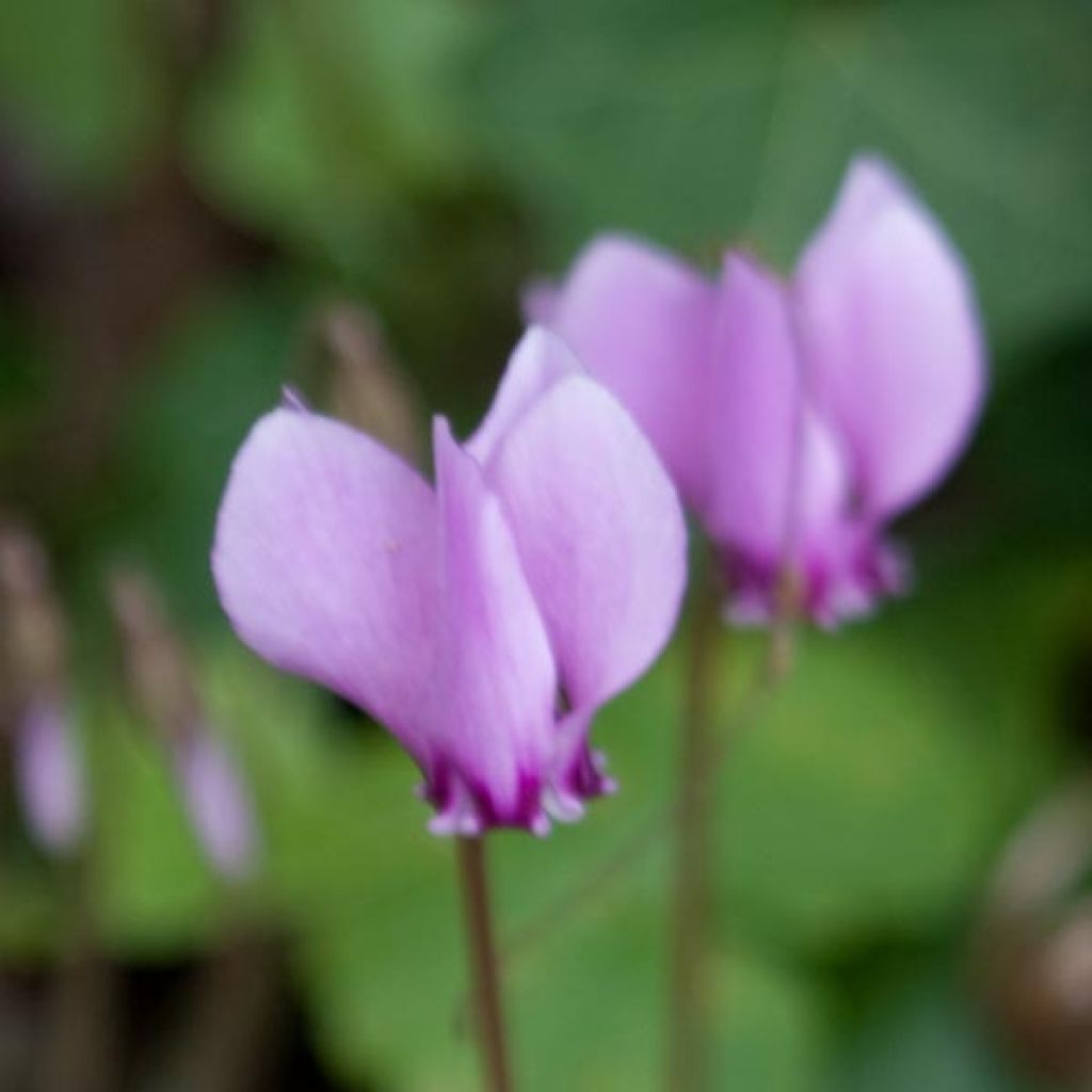 Cyklamen bluszczolistny - Cyclamen hederifolium