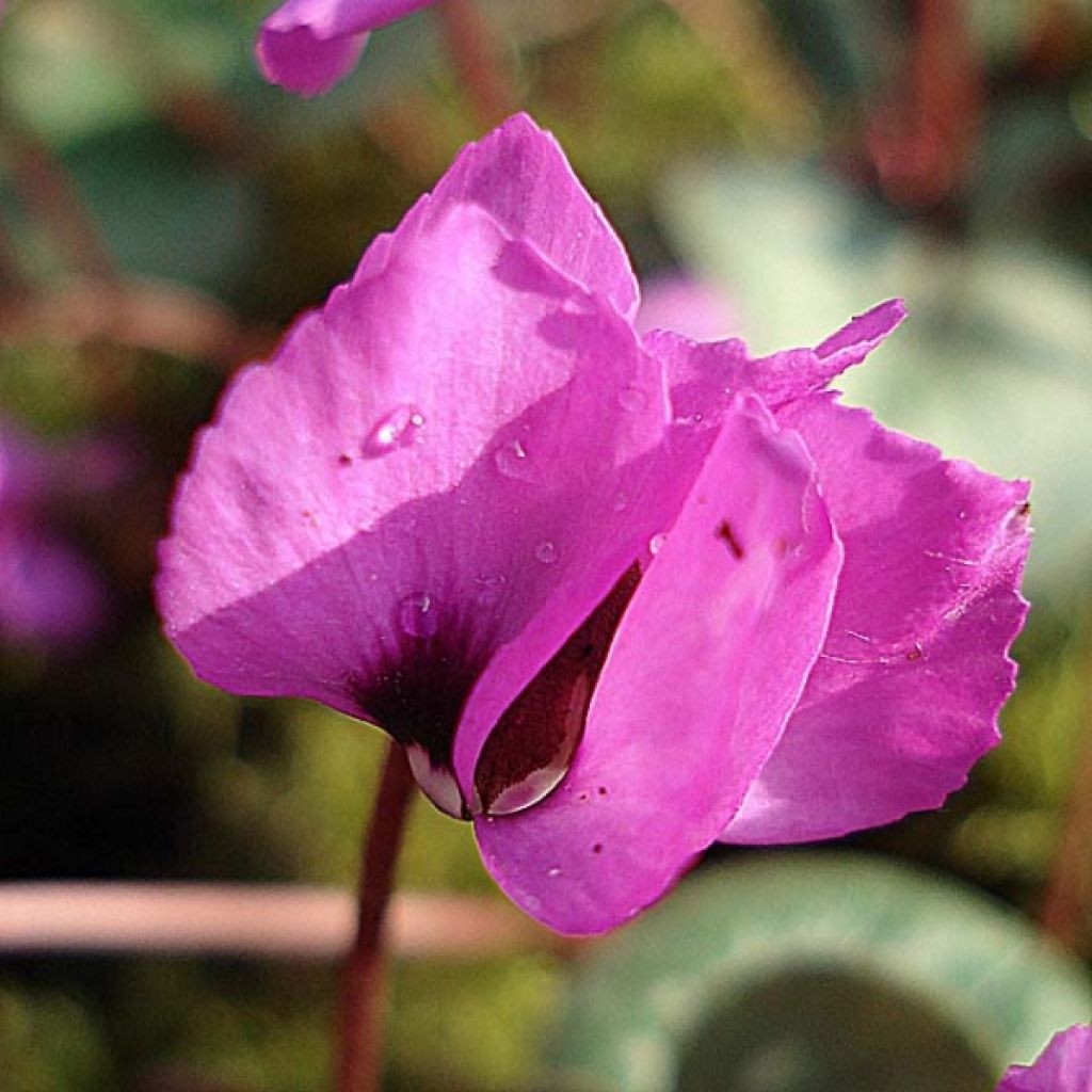 Cyklamen dyskowaty różowy - Cyclamen coum