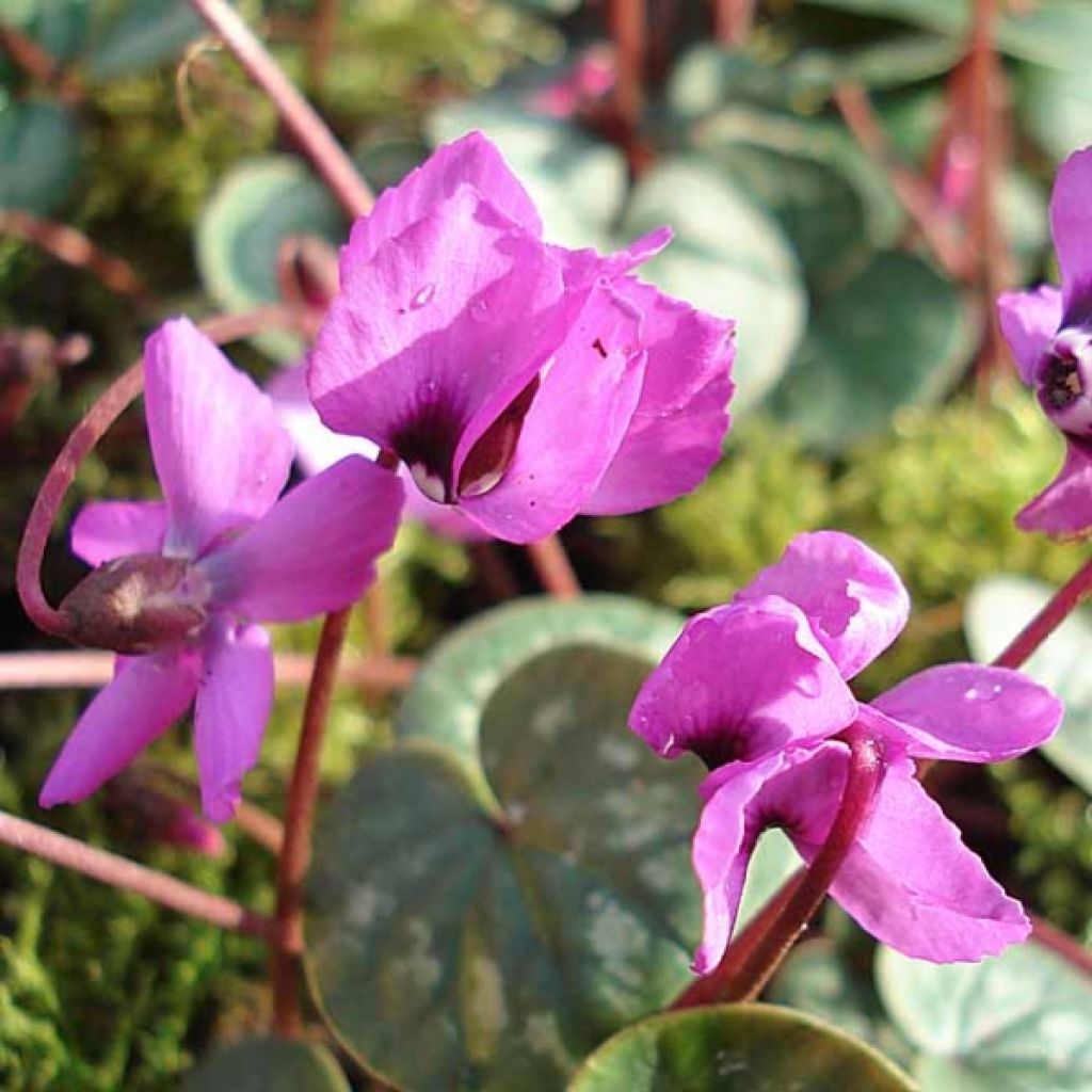 Cyklamen dyskowaty różowy - Cyclamen coum