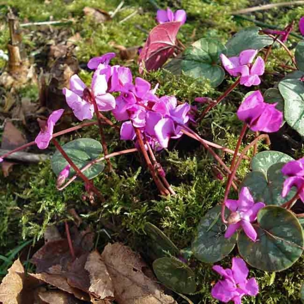 Cyklamen dyskowaty różowy - Cyclamen coum