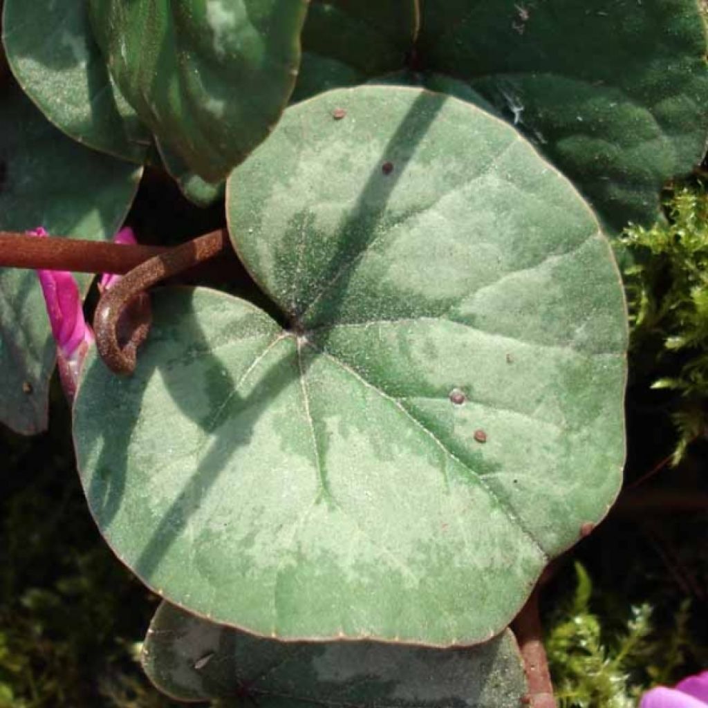 Cyklamen dyskowaty różowy - Cyclamen coum