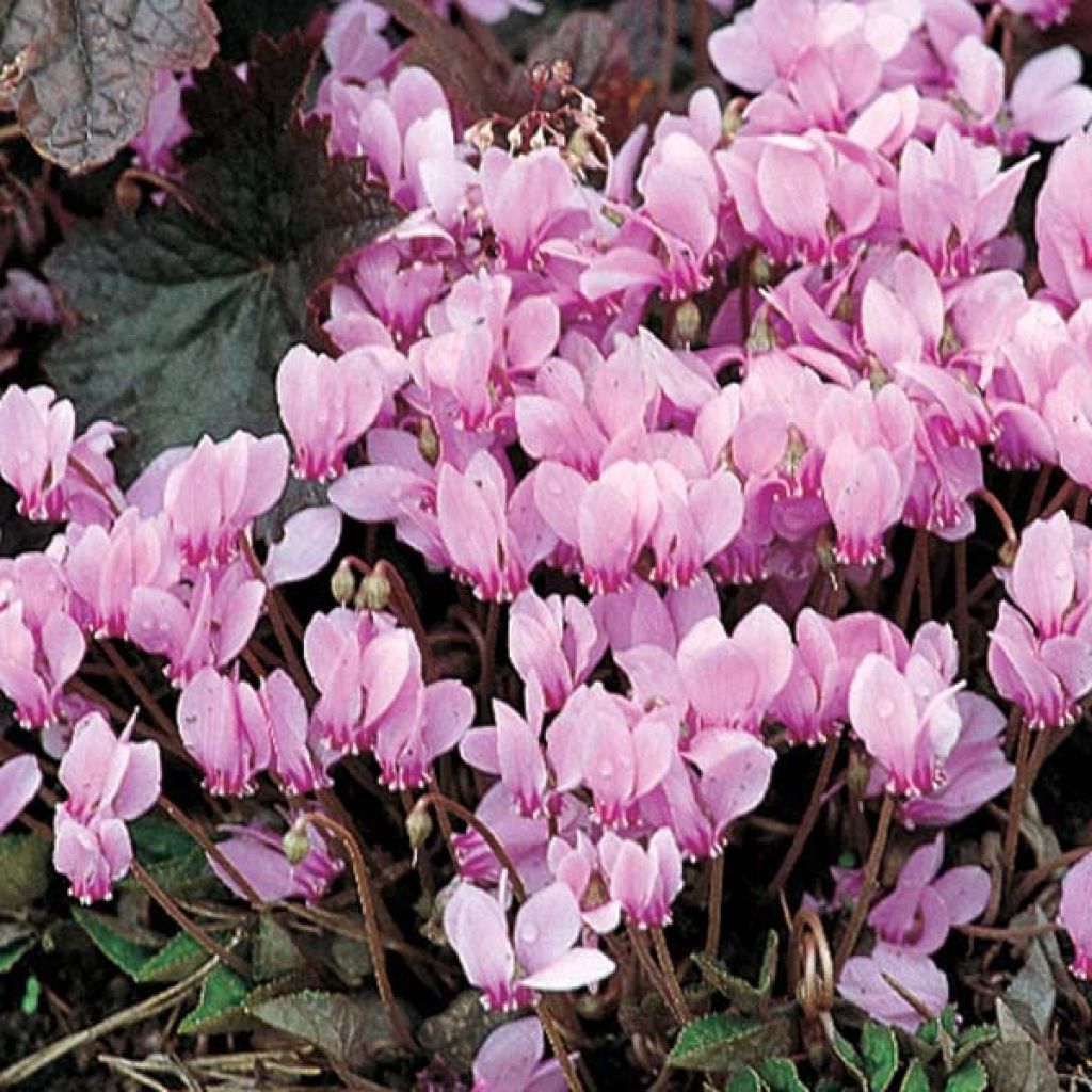 Cyklamen bluszczolistny - Cyclamen hederifolium