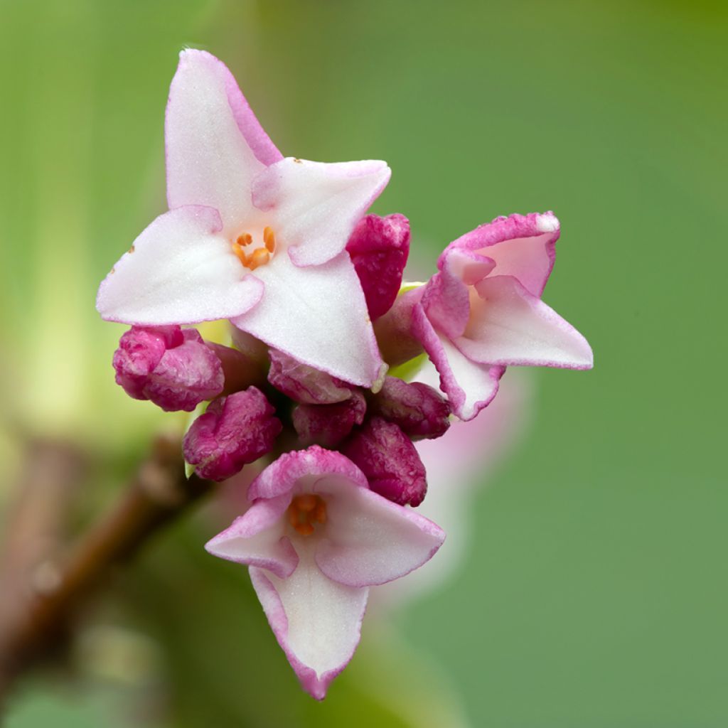 Wawrzynek Perfume Princess