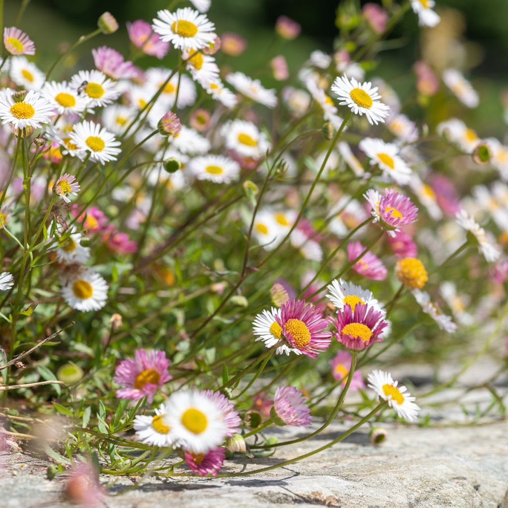 Przymiotno Karwińskiego - Erigeron karvinskianus
