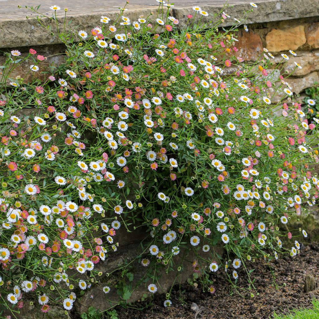 Przymiotno Karwińskiego - Erigeron karvinskianus