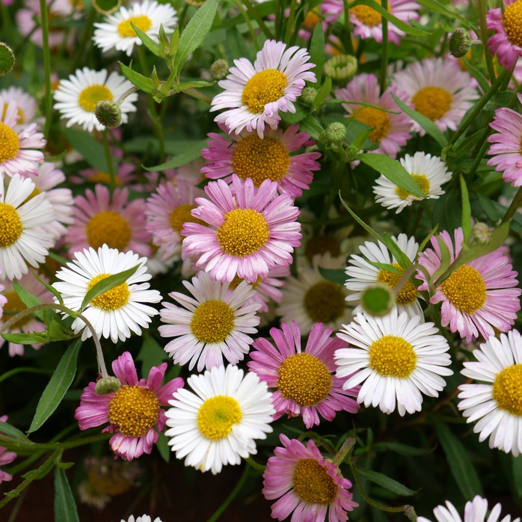 Przymiotno Karwińskiego - Erigeron karvinskianus