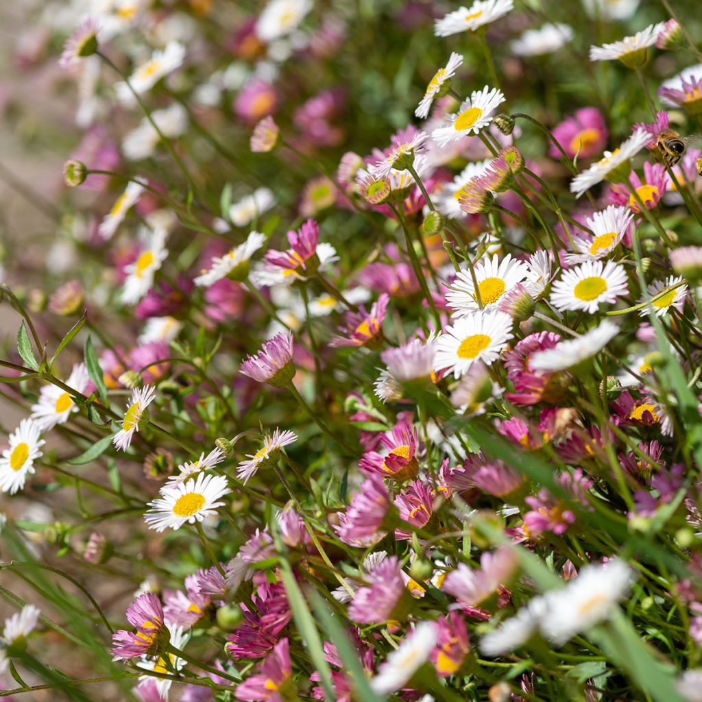 Przymiotno Karwińskiego - Erigeron karvinskianus