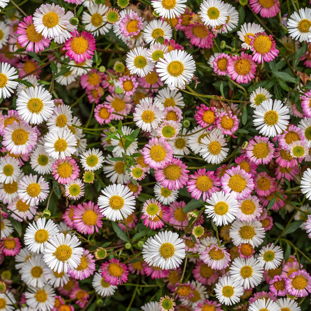 Przymiotno Karwińskiego - Erigeron karvinskianus
