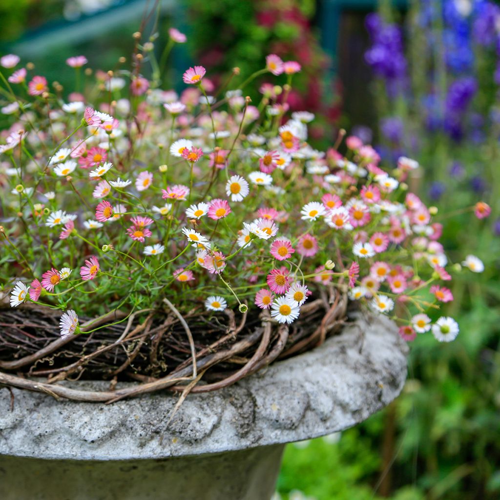 Przymiotno Karwińskiego - Erigeron karvinskianus