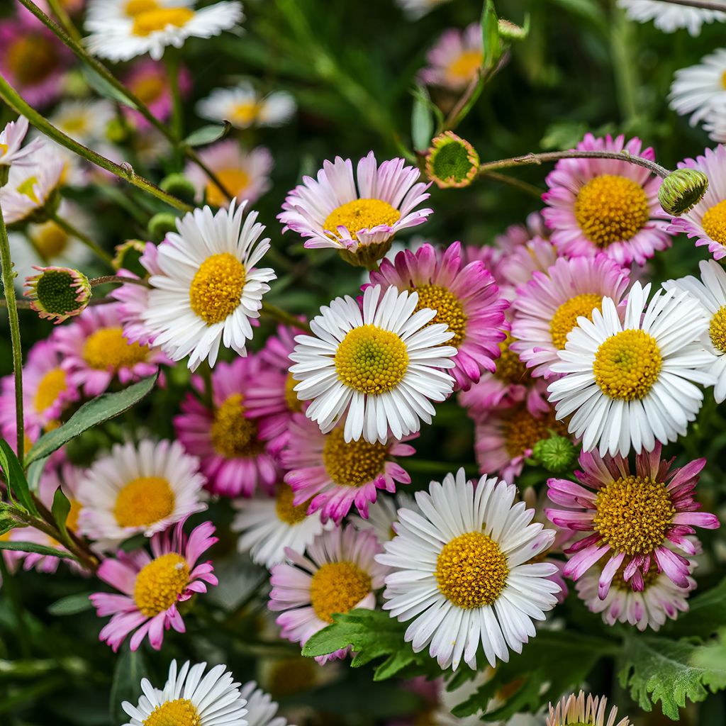 Przymiotno Karwińskiego - Erigeron karvinskianus