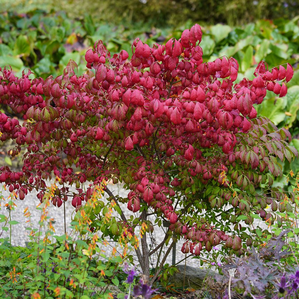 Trzmielina oskrzydlona - Euonymus alatus
