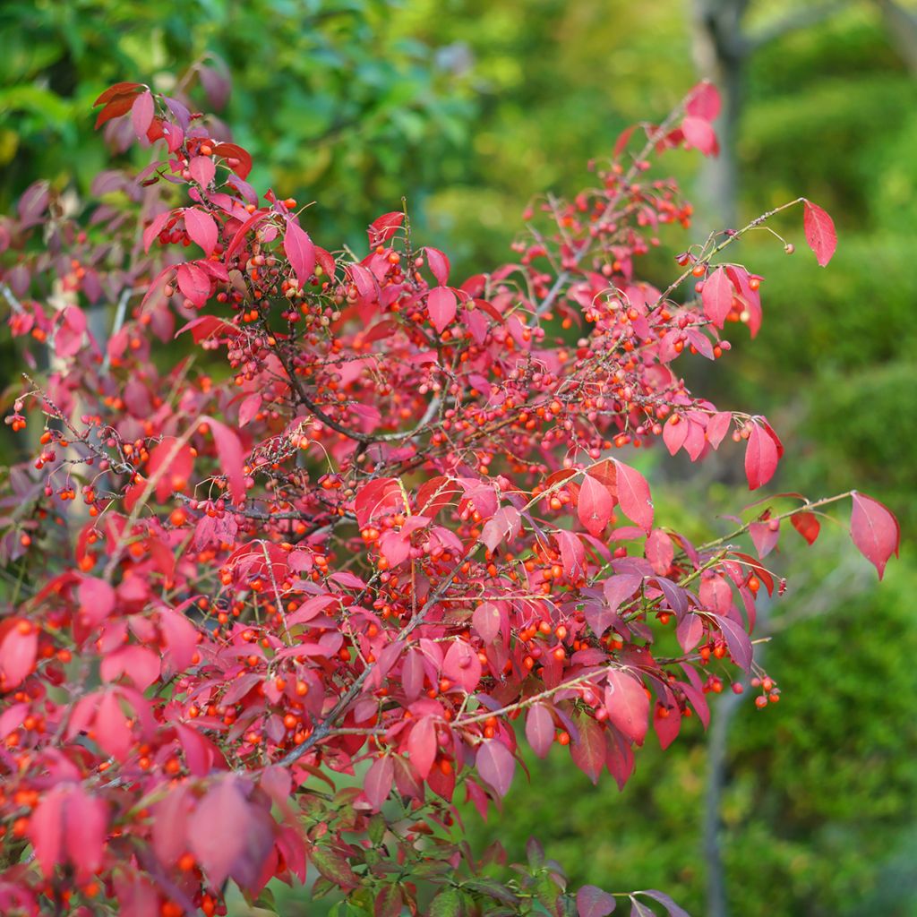 Trzmielina oskrzydlona - Euonymus alatus