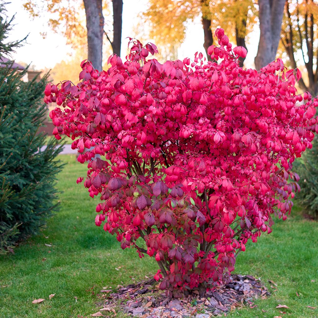 Trzmielina oskrzydlona - Euonymus alatus