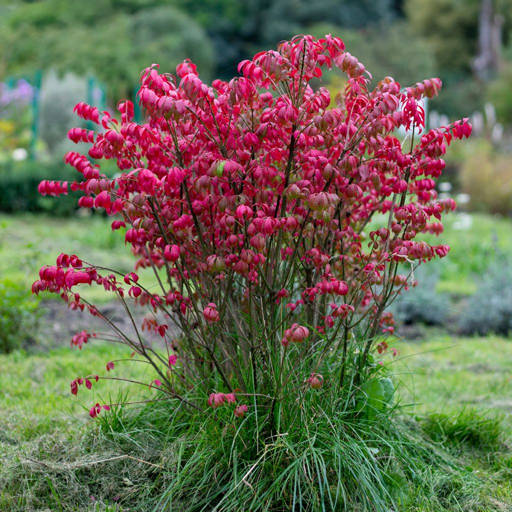 Trzmielina oskrzydlona - Euonymus alatus