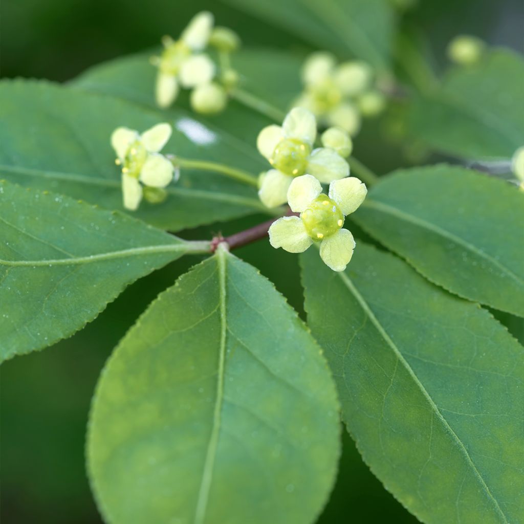 Trzmielina oskrzydlona - Euonymus alatus