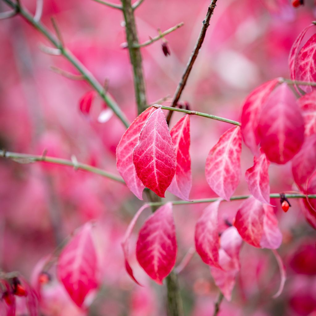 Trzmielina oskrzydlona - Euonymus alatus