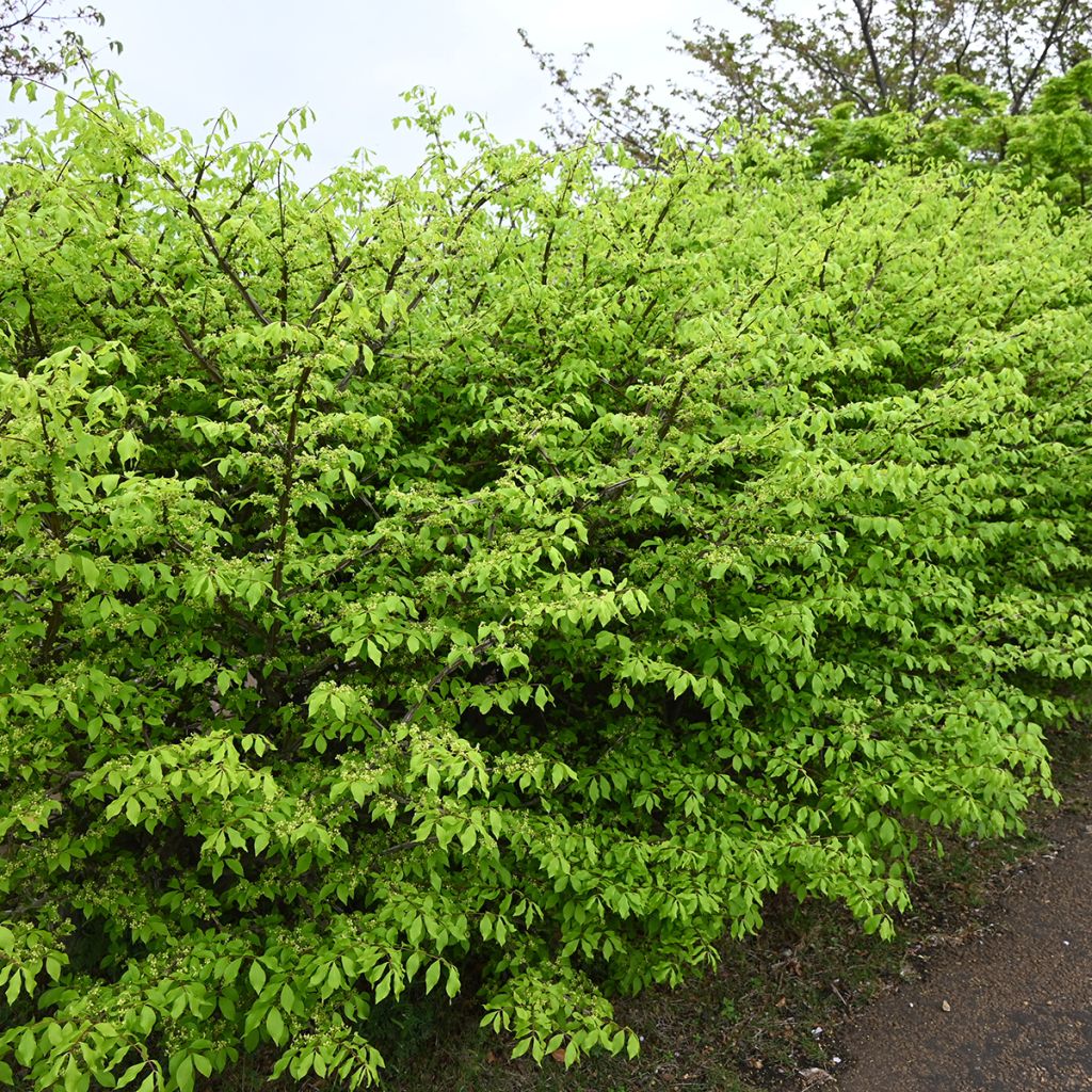 Trzmielina oskrzydlona - Euonymus alatus