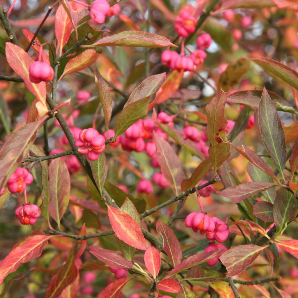 Trzmielina pospolita - Euonymus europaeus
