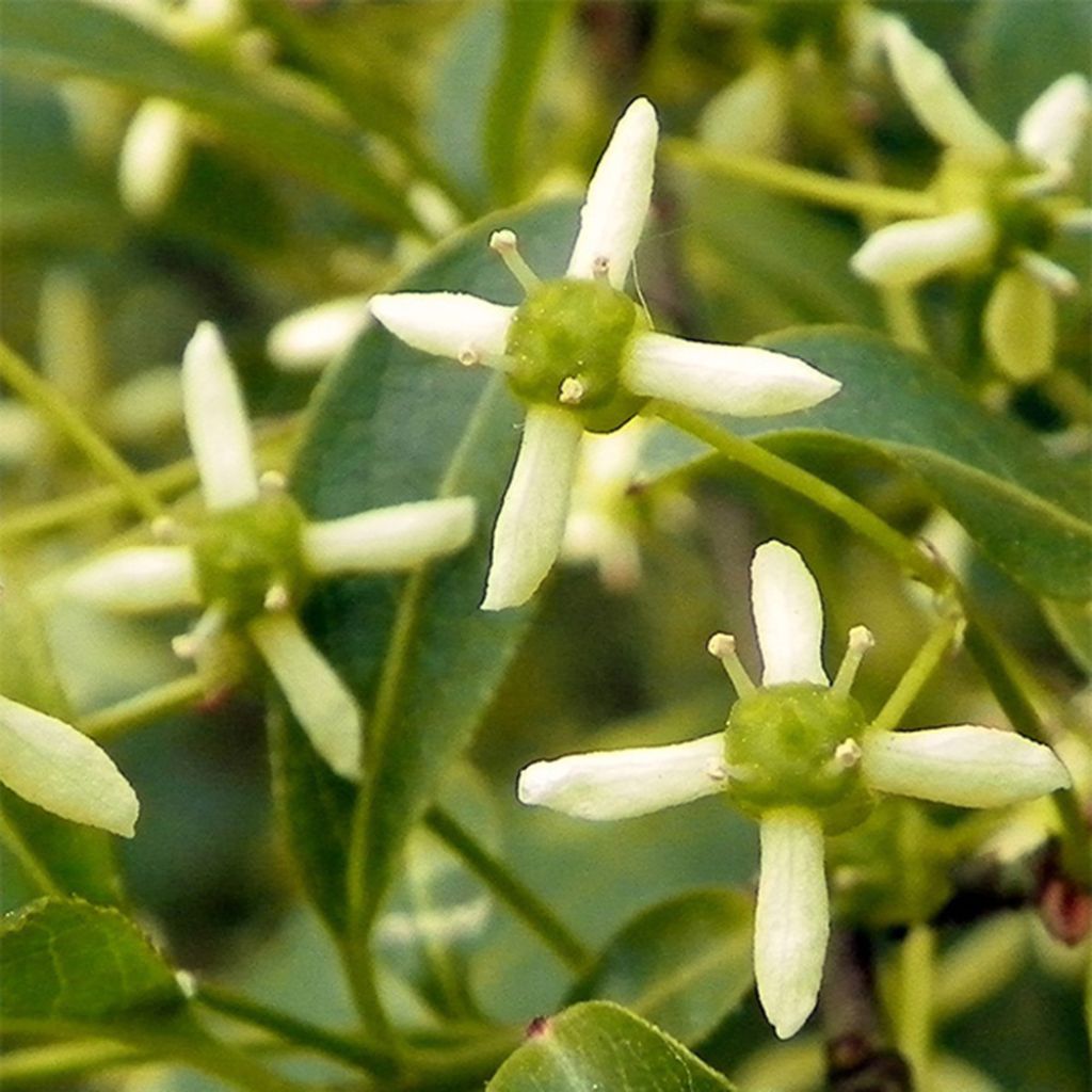 Trzmielina pospolita - Euonymus europaeus