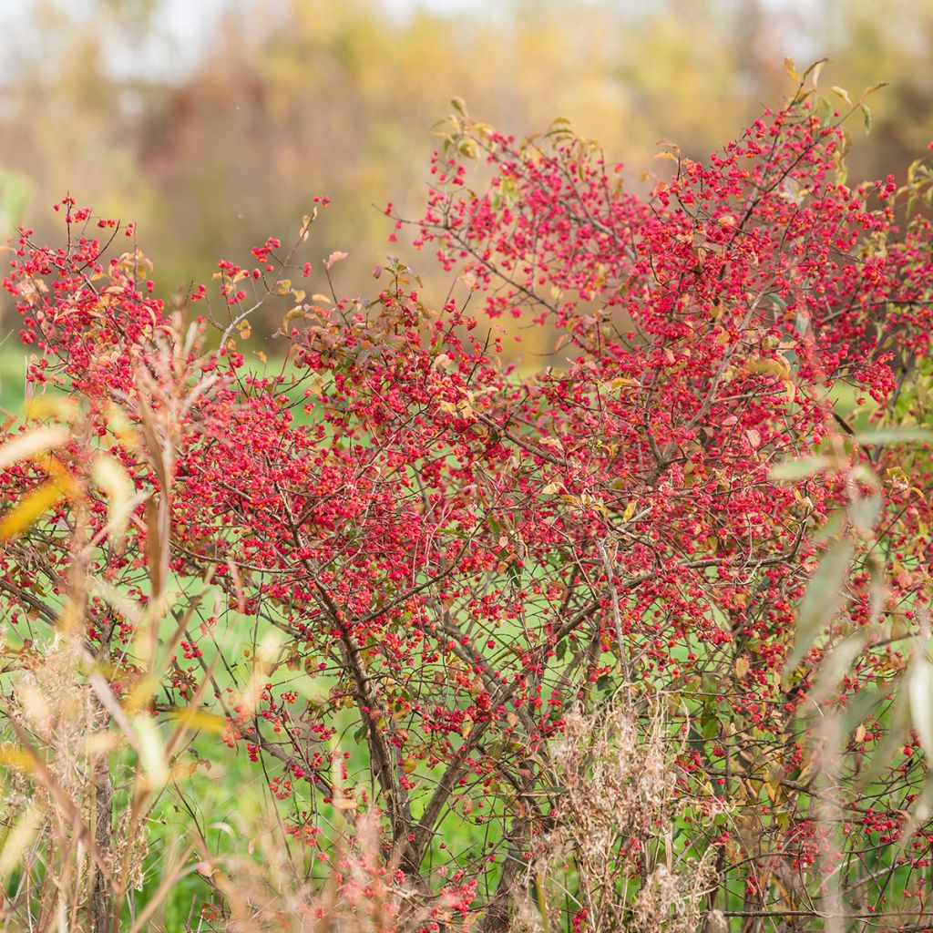 Trzmielina pospolita - Euonymus europaeus