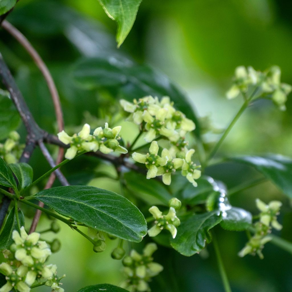 Trzmielina pospolita - Euonymus europaeus