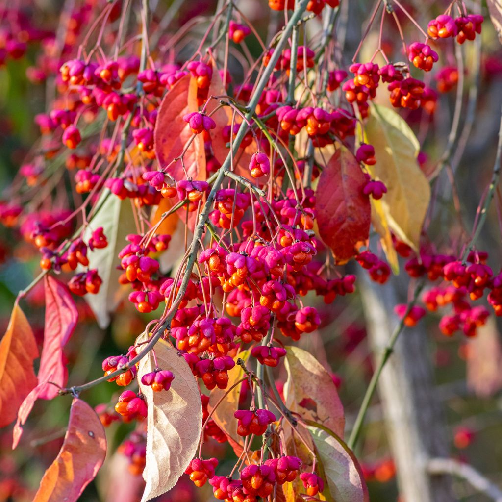 Trzmielina pospolita - Euonymus europaeus