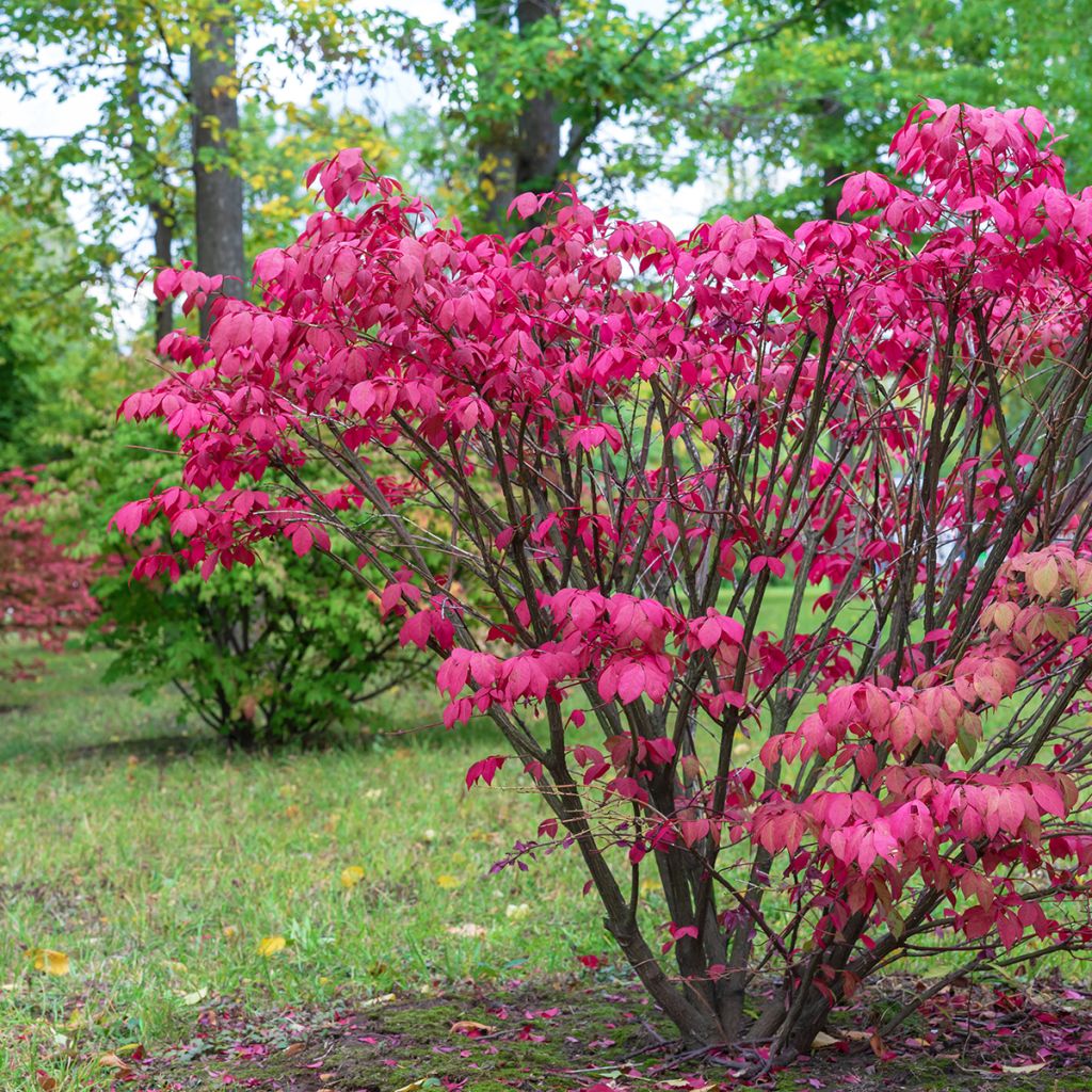 Trzmielina pospolita - Euonymus europaeus