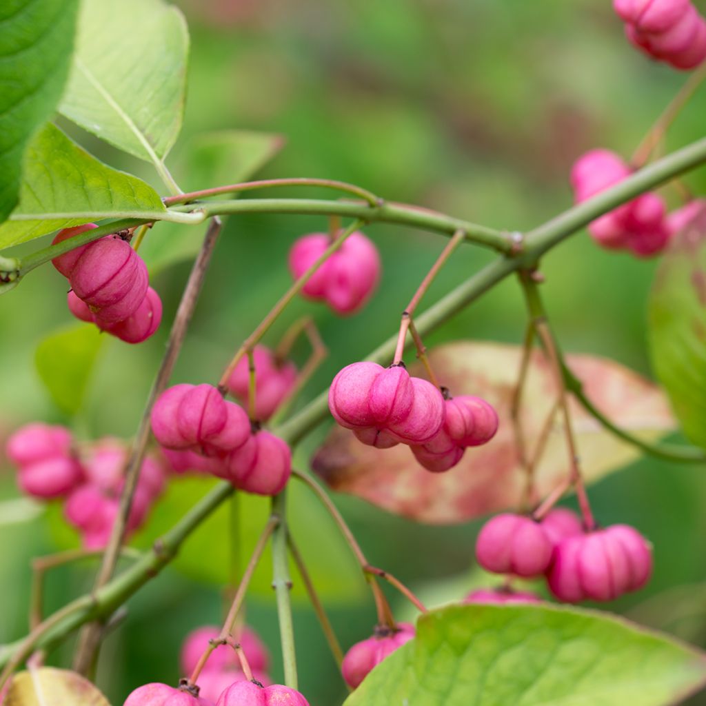 Trzmielina pospolita - Euonymus europaeus