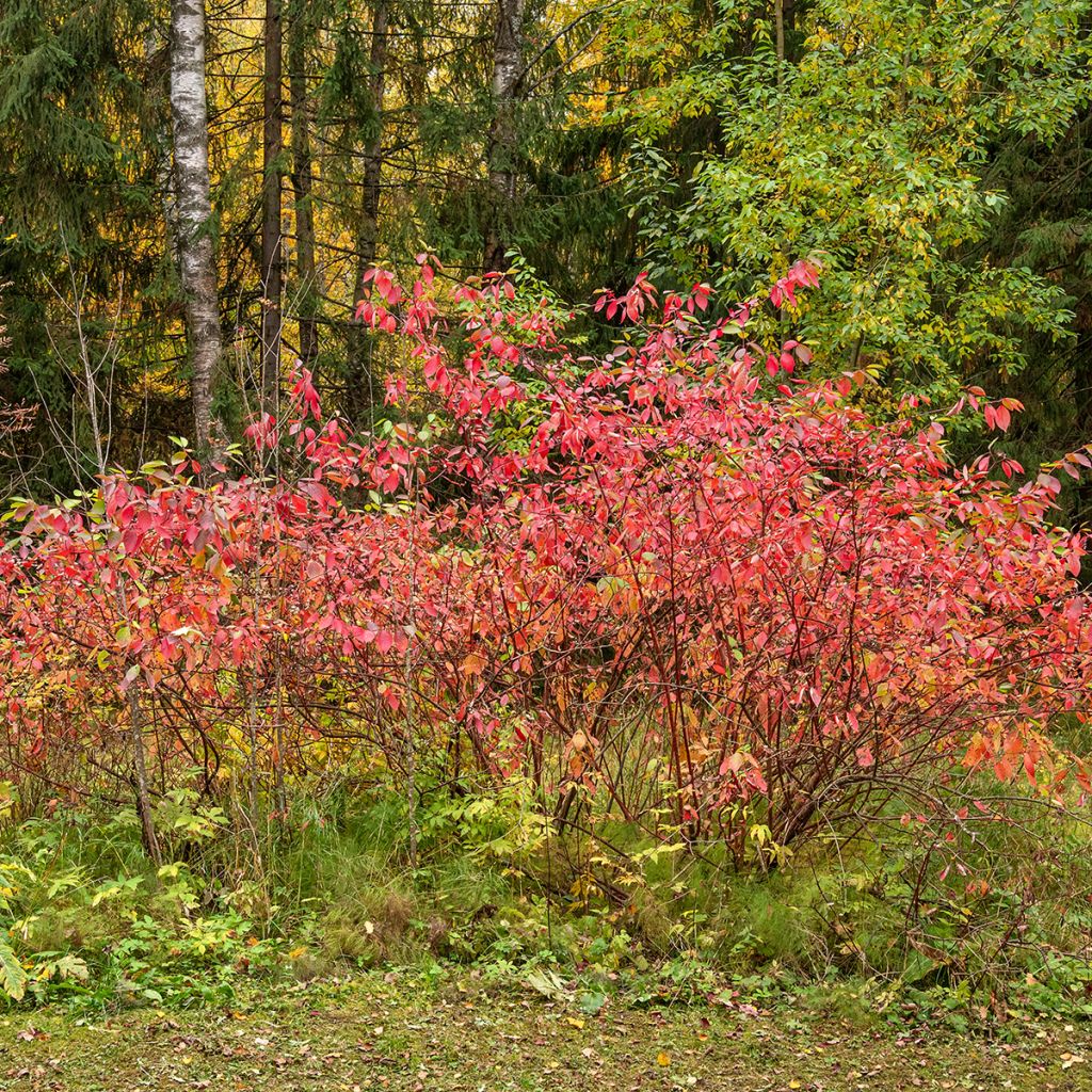 Trzmielina pospolita - Euonymus europaeus