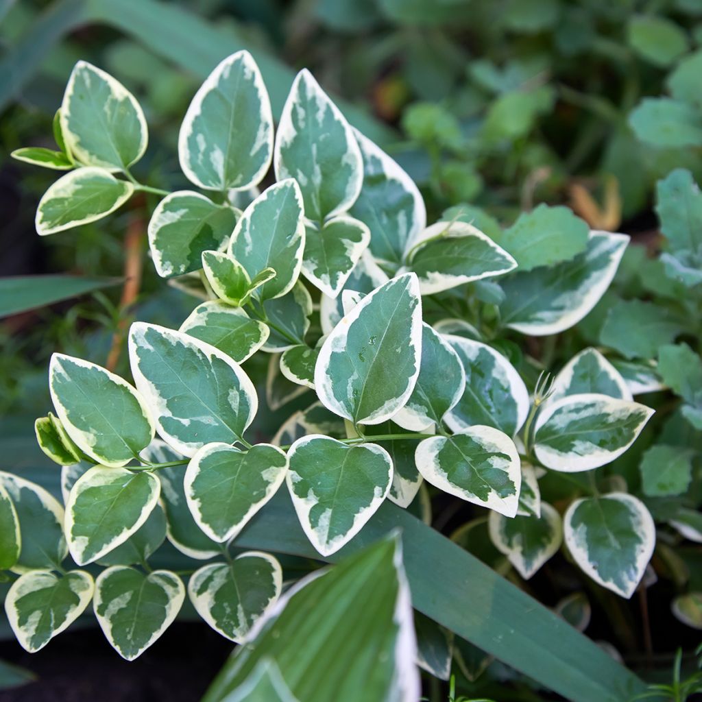 Trzmielina Fortune'a Emerald Gaiety