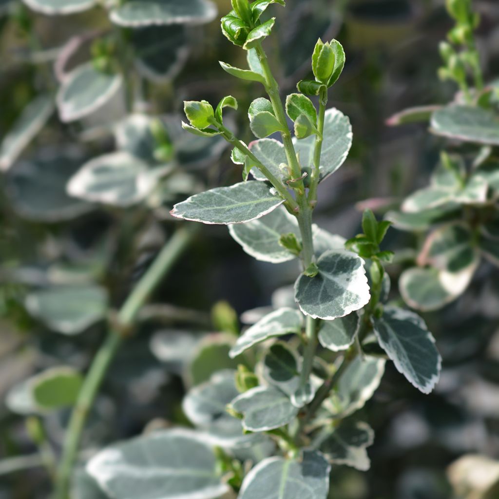 Trzmielina Fortune'a Emerald Gaiety