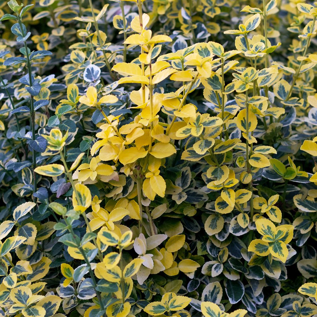 Trzmielina Fortune'a Emerald n gold