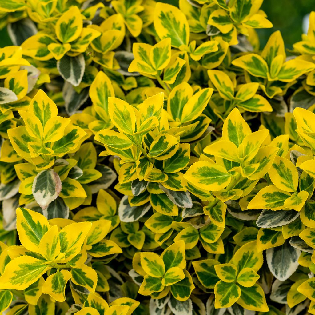 Trzmielina Fortune'a Emerald n gold