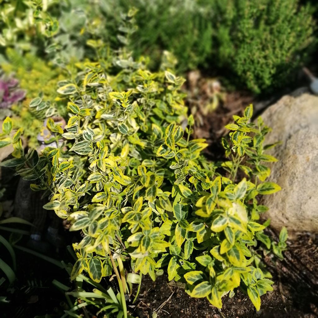Trzmielina Fortune'a Emerald n gold