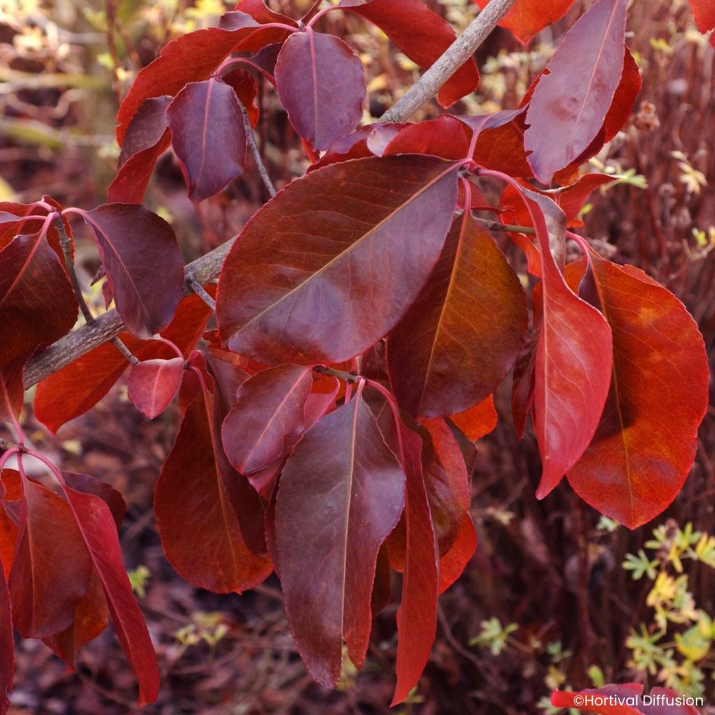 Trzmielina wielkokwiatowa Ruby Wine