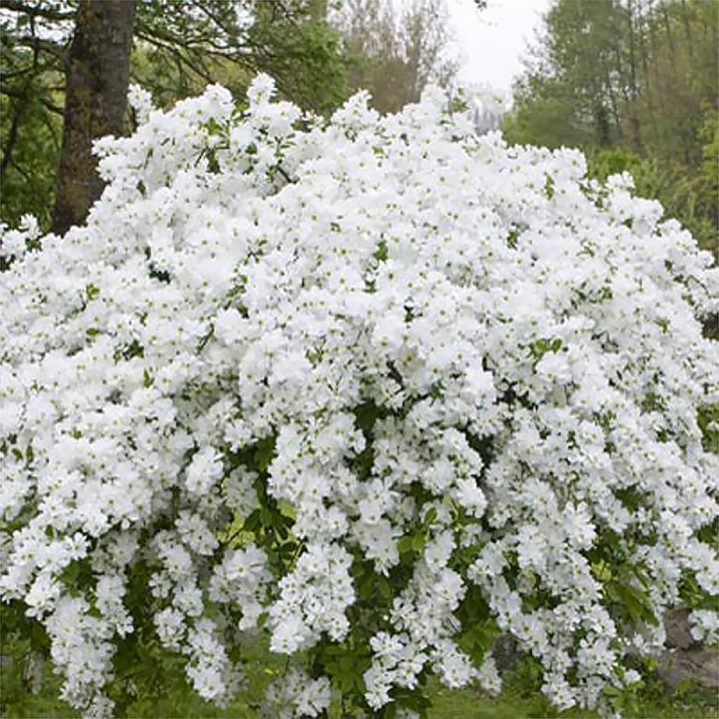Obiela wielkokwiatowa Snow Mountain