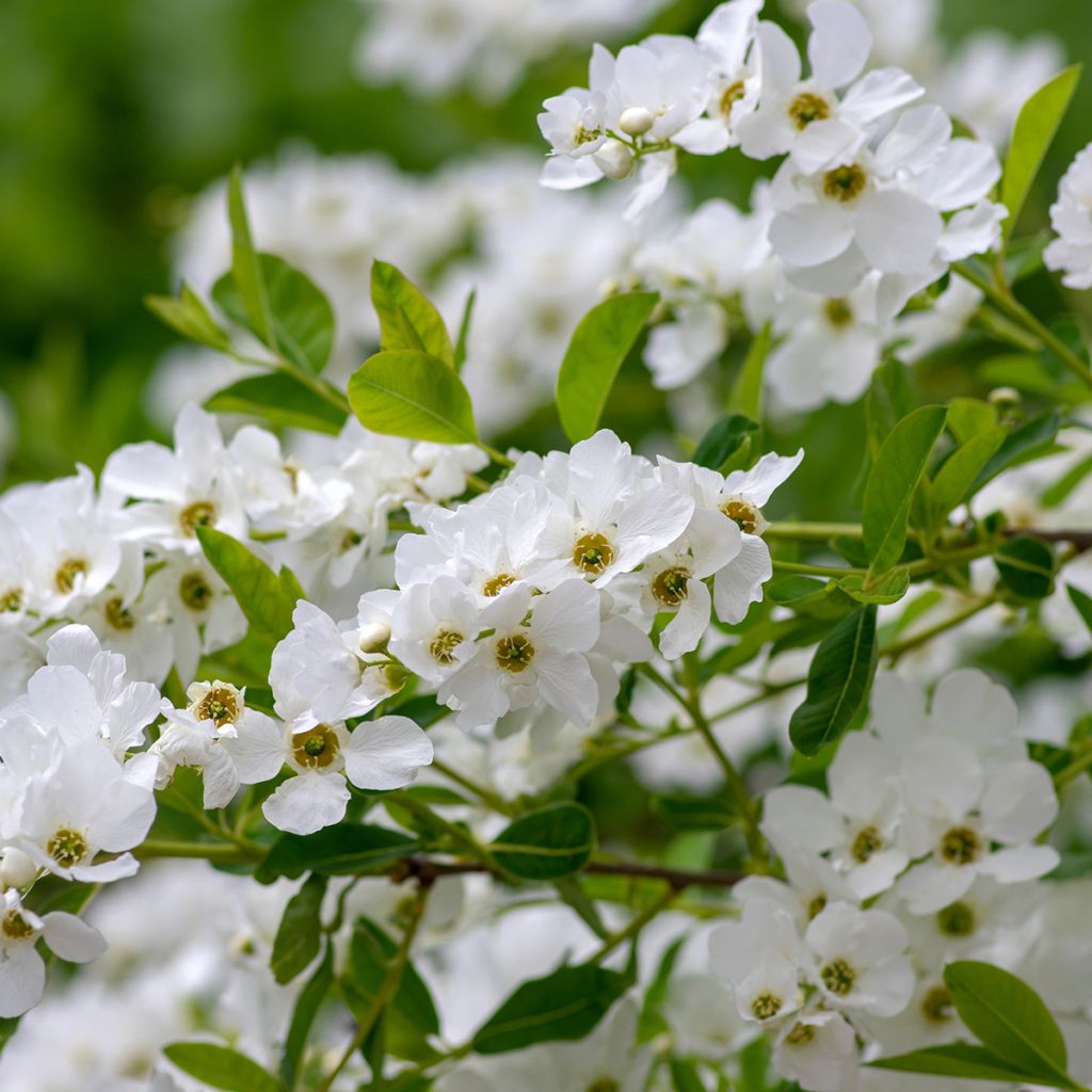 Obiela wielkokwiatowa Snow Mountain