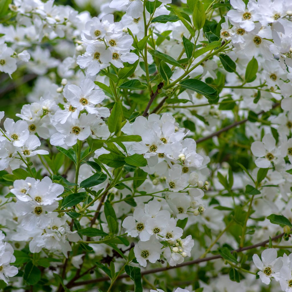 Obiela wielkokwiatowa Snow Mountain