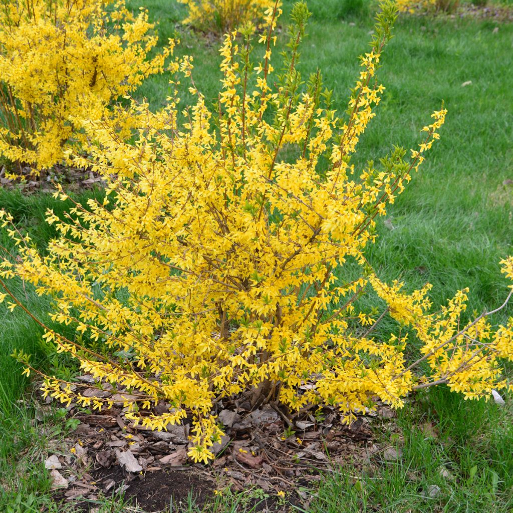 Forsycja pośrednia Courtasol MARÉE D'OR