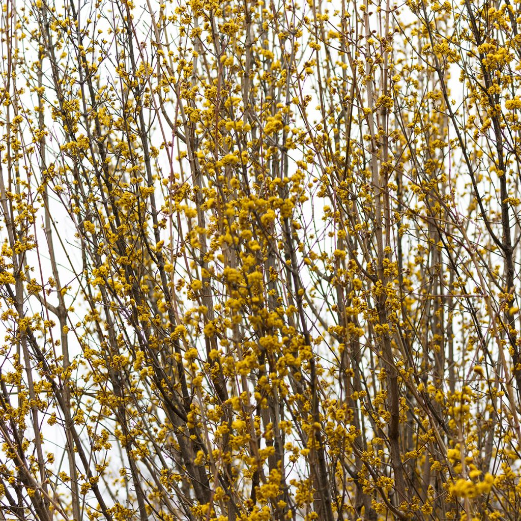 Forsycja pośrednia Courtasol MARÉE D'OR