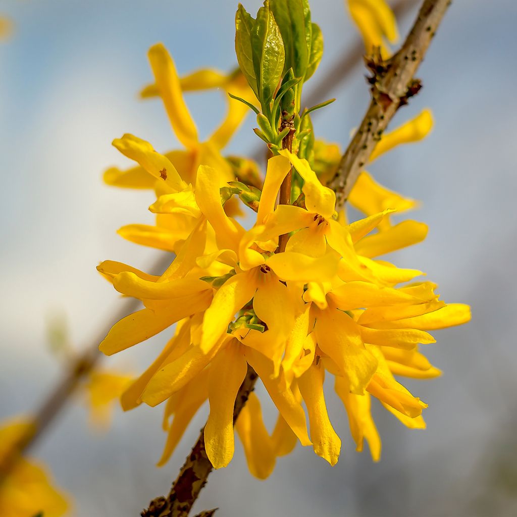 Forsycja pośrednia Courtasol MARÉE D'OR