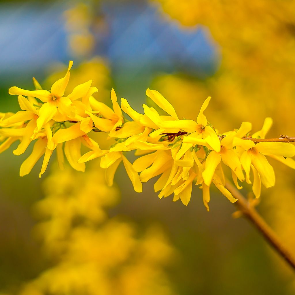 Forsycja pośrednia Courtasol MARÉE D'OR