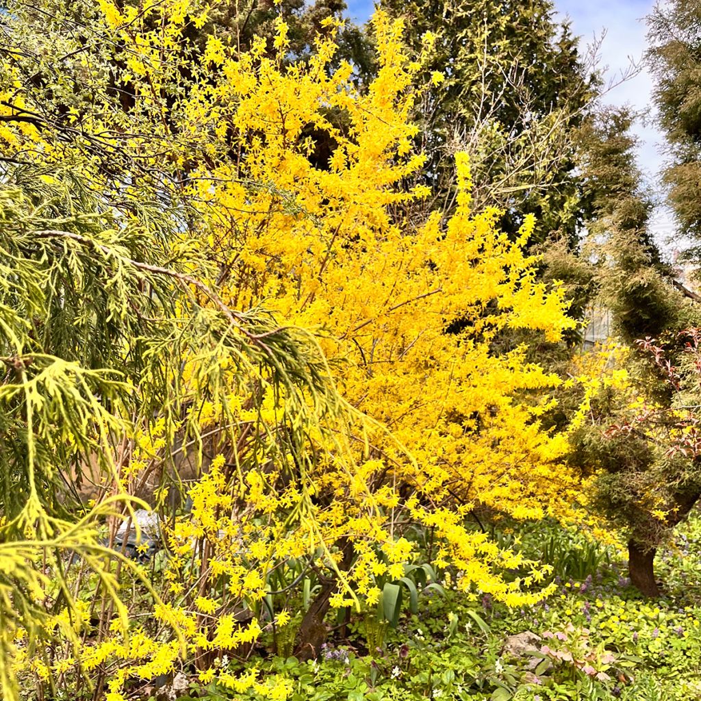 Forsycja pośrednia Spectabilis