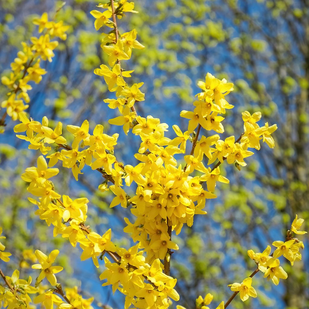 Forsycja pośrednia Spectabilis