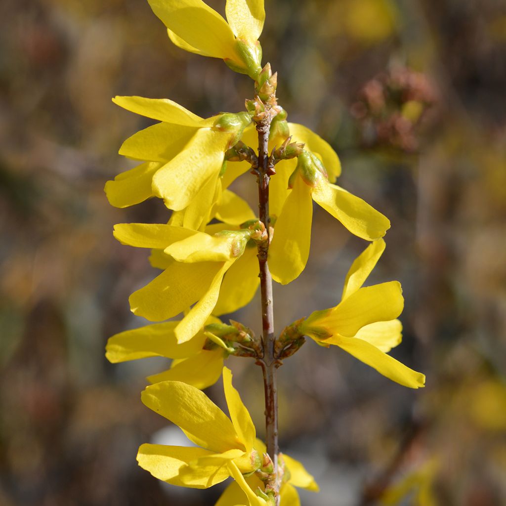 Forsycja pośrednia Spectabilis
